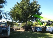 Kwikfynd Tree Management Services
yadboro