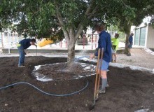 Kwikfynd Tree Transplanting
yadboro