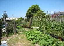 Kwikfynd Vegetable Gardens
yadboro